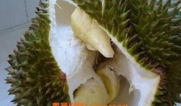 榴莲催熟爆料方法视频大全,视频大全教你轻松掌握催熟技巧